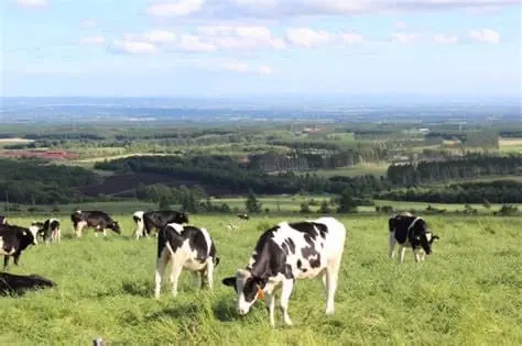相葉マナブ夏の北海道SP第1弾は士幌町の牛乳がテーマ。牧場体験や牛乳豆腐・牛乳カレーなど絶品料理を紹介し、北海道の恵みを堪能します。