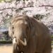 盛岡市動物公園ZOOMOは桜と動物たちのコラボが楽しめる春限定のお花見スポット。見頃時期やアクセス、妻夫桜などの見どころを詳しくご紹介！